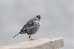 Plumbeous Sierra-Finch